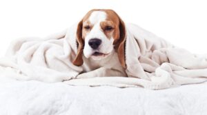 We have a great post helping you determine if you should give your dog cough medicine. Check out the full article for more information!